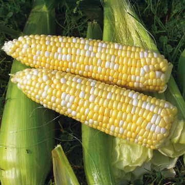 Revelation Hybrid Corn Seeds 3 Revelation Hybrid Corn Seeds
