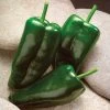 Caballero Hybrid Pepper Seeds -Botanical Bliss 05546