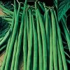 Maxibel Bush Bean Seeds -Botanical Bliss 05552