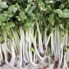 Broccoli Sprouting Seeds 1 Broccoli Sprouting Seeds -Botanical Bliss 05560 pk p1