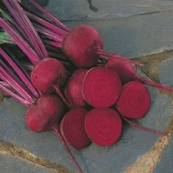 Red Ace Hybrid Beet Seeds -Botanical Bliss 05576 1