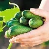 Garden Sweet Burpless Cucumber Seeds (P)Ā Pkt Of 30 Seeds 2 Garden Sweet Burpless Cucumber Seeds (P)Ā Pkt Of 30 Seeds -Botanical Bliss 05578 pk p1