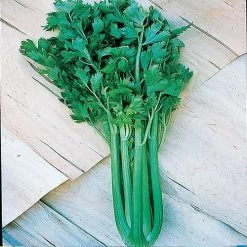 Tango Hybrid Celery Seeds