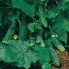Salad Bush Hybrid Cucumber Seeds -Botanical Bliss 05596 PK 100