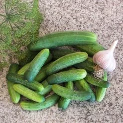 Straight Eight Cucumber Seeds