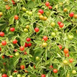 Tepin Pepper Seeds