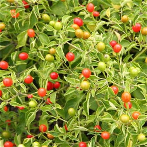 Tepin Pepper Seeds 3 Tepin Pepper Seeds