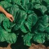Savanna Hybrid Mustard Green Seeds (P)Ā Pkt Of 350 Seeds 2 Savanna Hybrid Mustard Green Seeds (P)Ā Pkt Of 350 Seeds -Botanical Bliss 05618 pk p1