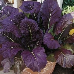 Red Giant Mustard Seeds