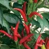 Super Chili F1 Hybrid Pepper Seeds
