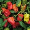 Cajun Belle Hybrid Pepper Seeds 1 Cajun Belle Hybrid Pepper Seeds -Botanical Bliss 05627 PK 100
