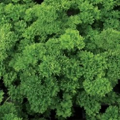 Lisette Parsley Seeds (P) Pkt Of 100 Seeds