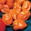 Habanero Pepper Seeds (P) Pkt Of 25 Seeds 1 Habanero Pepper Seeds (P) Pkt Of 25 Seeds -Botanical Bliss 05641 pk p1