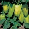 Gypsy Hybrid Sweet Pepper Seeds 1 Gypsy Hybrid Sweet Pepper Seeds -Botanical Bliss 05645 PK 100