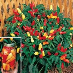 Sweet Pickle Pepper Seeds
