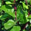 Red Stem Malabar Spinach Seeds -Botanical Bliss 05660 pk p1