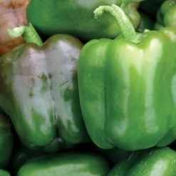 Candy Bell Hybrid Pepper Seeds