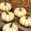 Lil' Pumpkemon Pumpkin Seeds -Botanical Bliss 05676 PK 100