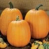 Howden Pumpkin Seeds -Botanical Bliss 05681