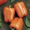 Orange Blaze Hybrid Pepper Seeds -Botanical Bliss 05690 1