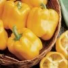 Early Sunsation Hybrid Pepper Seeds -Botanical Bliss 05694 PK 100