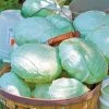Tropic Giant Hybrid Cabbage Seeds -Botanical Bliss 05729