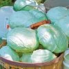 Tropic Giant Hybrid Cabbage Seeds (P) Pkt Of 100 Seeds