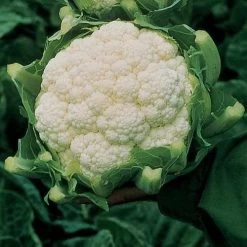 Amazing Cauliflower Seeds