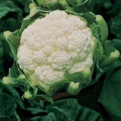 Amazing Cauliflower Seeds (P) Pkt Of 75 Seeds
