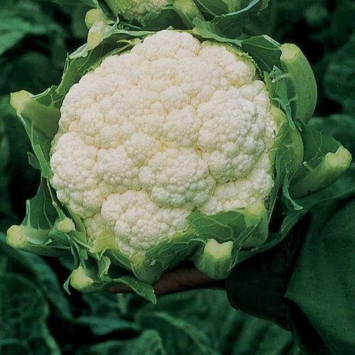 Amazing Cauliflower Seeds (P) Pkt Of 75 Seeds 3 Amazing Cauliflower Seeds (P) Pkt Of 75 Seeds