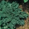 Winterbor Hybrid Kale Seeds -Botanical Bliss 05733