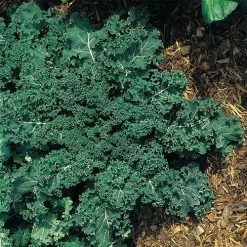 Winterbor Hybrid Kale Seeds (P) Pkt Of 50 Seeds
