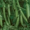 Sugar Lace II Pea Seeds 1 Sugar Lace II Pea Seeds -Botanical Bliss 05738