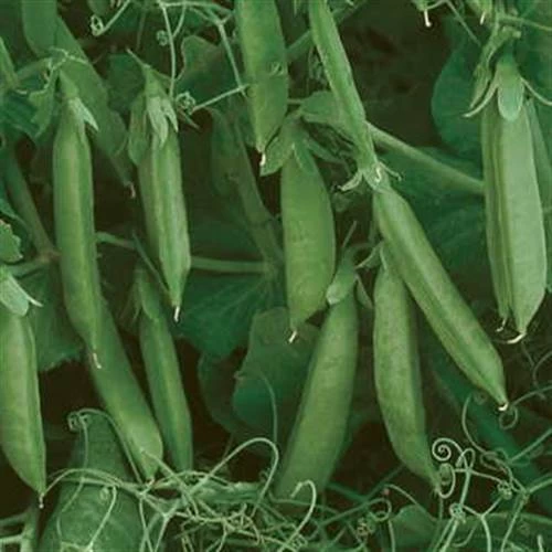 Sugar Lace II Pea Seeds 3 Sugar Lace II Pea Seeds