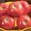 Pink Girl Hybrid Tomato Seeds 1 Pink Girl Hybrid Tomato Seeds -Botanical Bliss 05740 pk 250