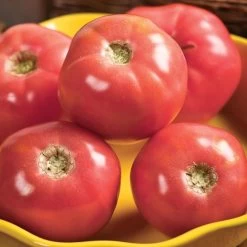 Pink Girl Hybrid Tomato Seeds