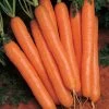Scarlet Nantes Carrot Seeds (P) Pkt Of 400 Seeds -Botanical Bliss 05741 pk p1