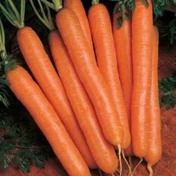 Scarlet Nantes Carrot Seeds (P) Pkt Of 400 Seeds