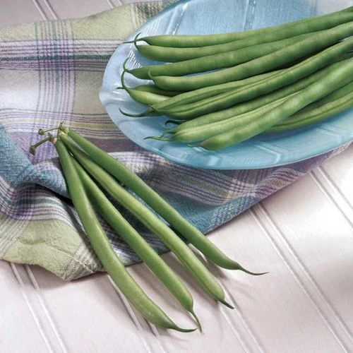 Nash Bean Seeds 3 Nash Bean Seeds