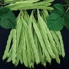 Algarve Italian Romano Pole Bean Seeds 2 Algarve Italian Romano Pole Bean Seeds -Botanical Bliss 05763