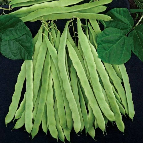 Algarve Italian Romano Pole Bean Seeds 3 Algarve Italian Romano Pole Bean Seeds