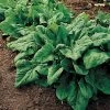 Renegade Organic Hybrid Spinach Seeds -Botanical Bliss 05780 pk p1