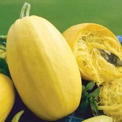 Vegetable Spaghetti Organic Squash Seeds