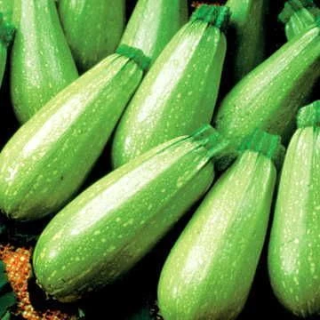 Magda Hybrid Squash Seeds 3 Magda Hybrid Squash Seeds