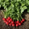 Rudolf Organic Radish Seeds -Botanical Bliss 05826 PK P1