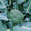 Belstar Hybrid Organic Broccoli Seeds 2 Belstar Hybrid Organic Broccoli Seeds -Botanical Bliss 05836 pk p1
