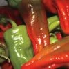 Hungarian Wax Organic Pepper Seeds 2 Hungarian Wax Organic Pepper Seeds -Botanical Bliss 05838 PK 500
