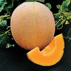 Hale's Best Organic Melon Cantaloupe Seeds