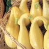 Early Summer Crookneck Organic Squash Seeds -Botanical Bliss 05849