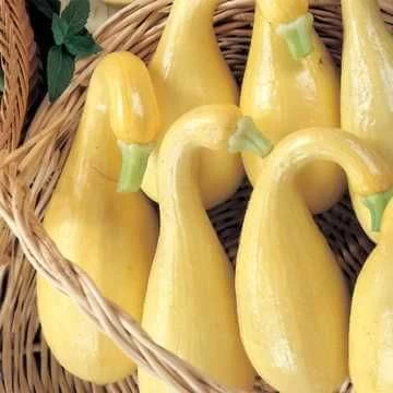 Early Summer Crookneck Organic Squash Seeds 3 Early Summer Crookneck Organic Squash Seeds